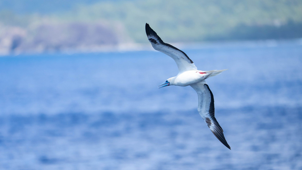 美しい海鳥