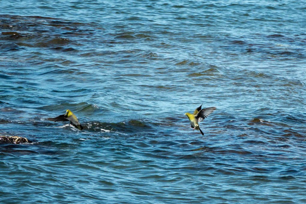 海水吸飲