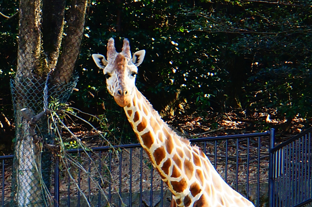 α体験会で東山動物園に行きました。