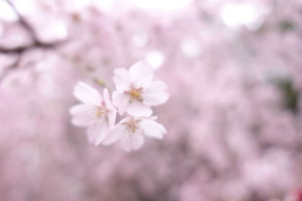 今年の初桜