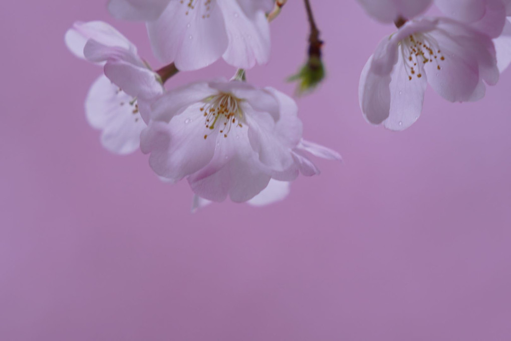 桜 in東山植物園