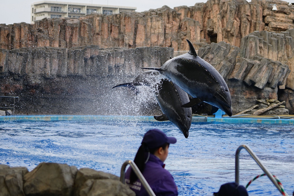 Mr.イナバーの水族館セミナー