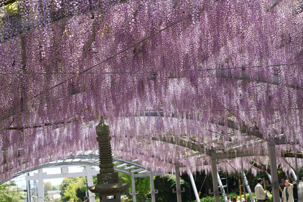 山田日吉神社の「指定樹齢２００年の藤」