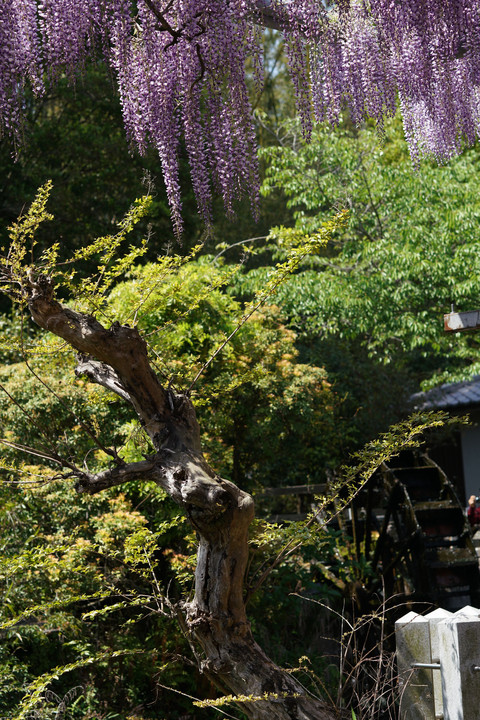 山田日吉神社の「指定樹齢２００年の藤」
