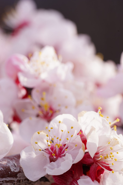 apricot blossom