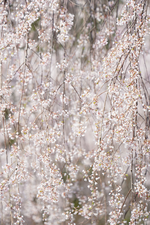 Flowerｗall