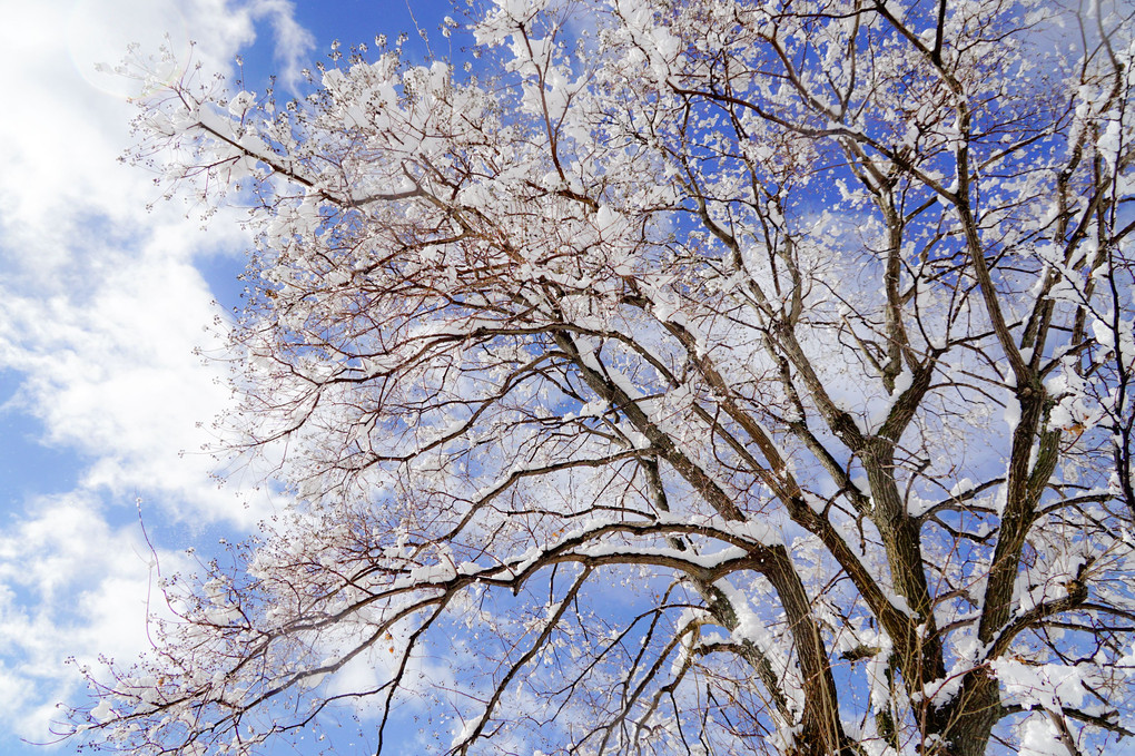 雪の桜