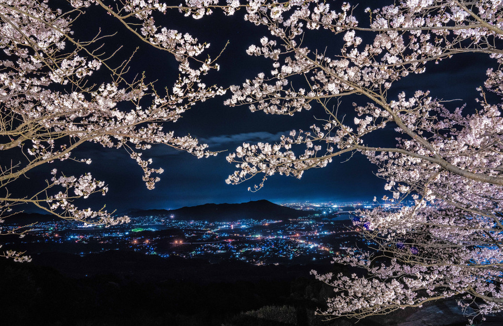 夜桜と夜景