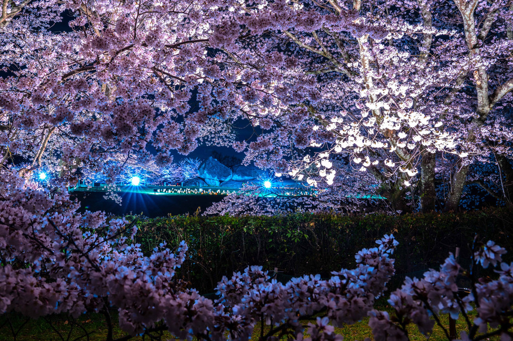 満開桜の石舞台