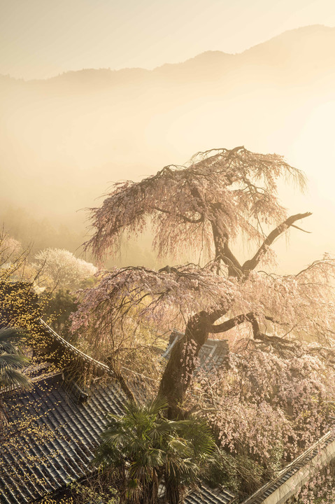 霧中一本桜