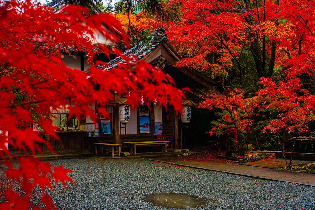 雨天の紅葉狩り