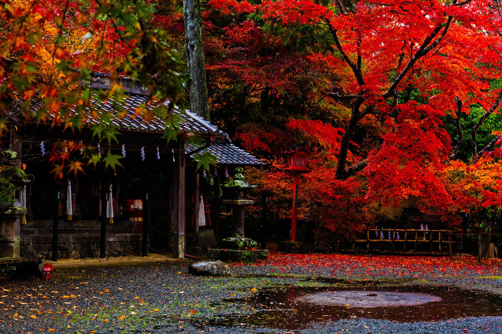 雨天の紅葉狩り