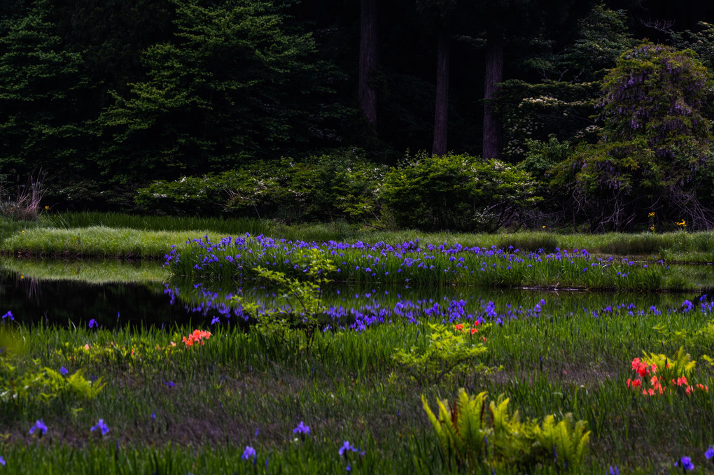 カキツバタ湿原