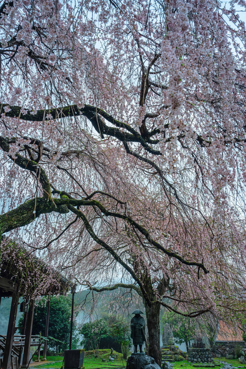 霧雨桜