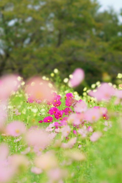 昭和記念公園にて