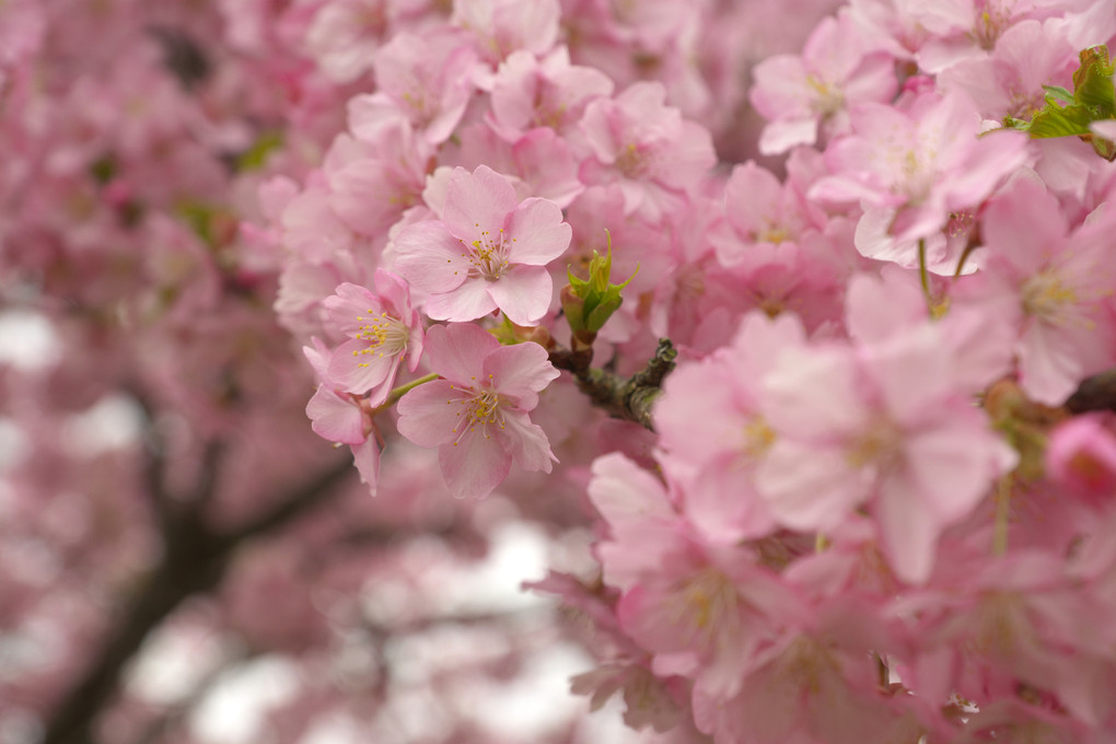 静豊園の河津桜