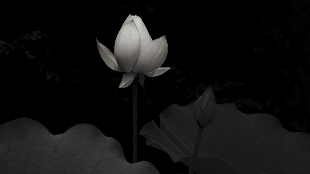 lotus (ⅱ）