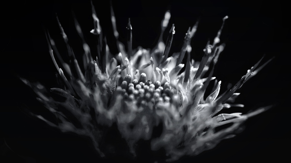 Thorns in Flowers