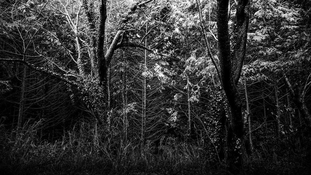 Dark Wet Trees And Angled Lines Of Light