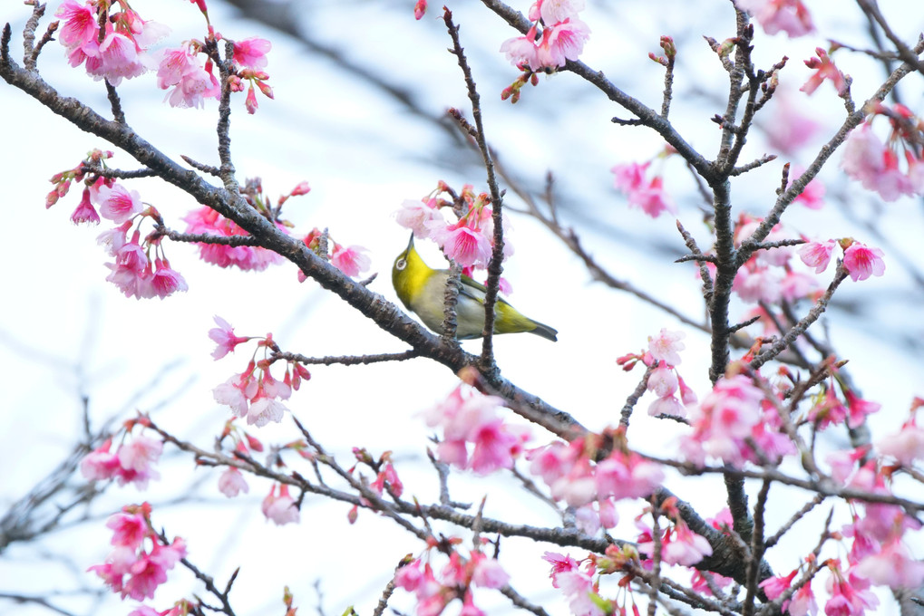 日本一早い桜まつり