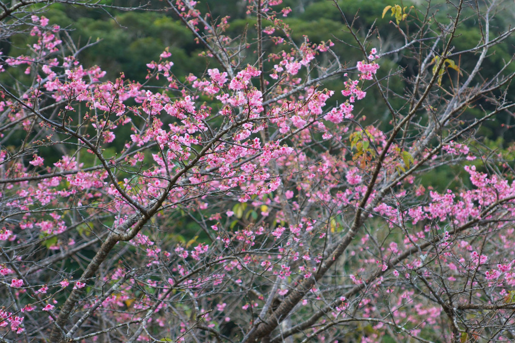 日本一早い桜まつり