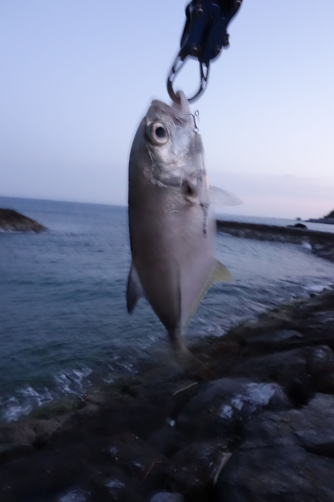 メッキ釣り