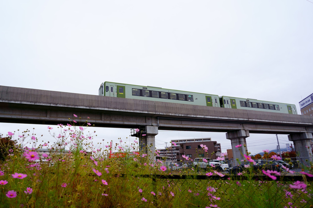 秋桜と高架橋を走る列車