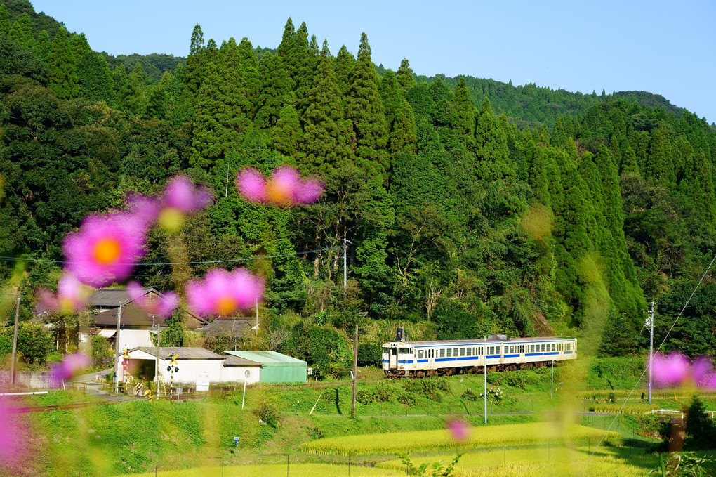 収穫間近の田園と列車