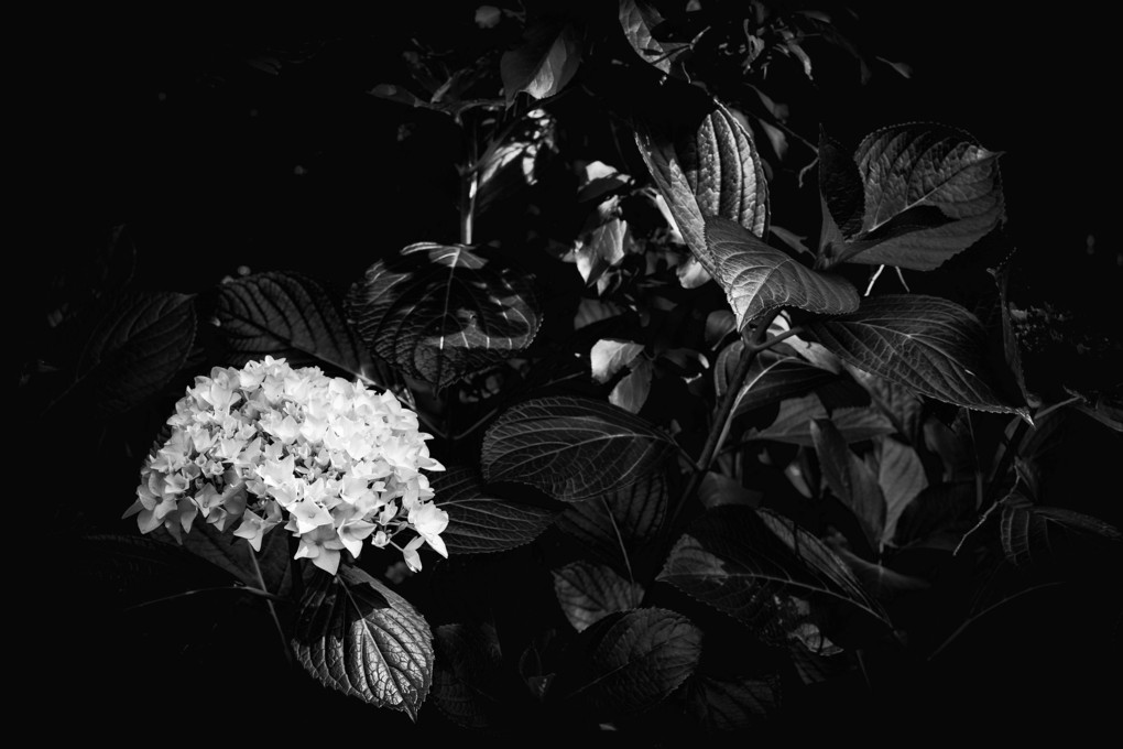 hydrangea & leaves