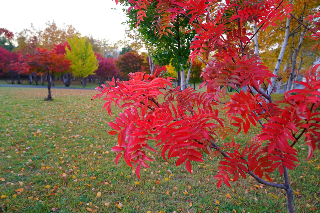 真駒内公園の紅葉