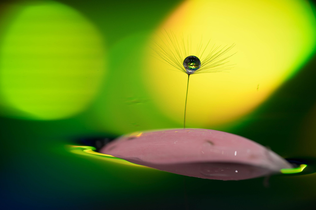 浅井美紀の写真講座 水滴写真 水に浮かぶ花としずく