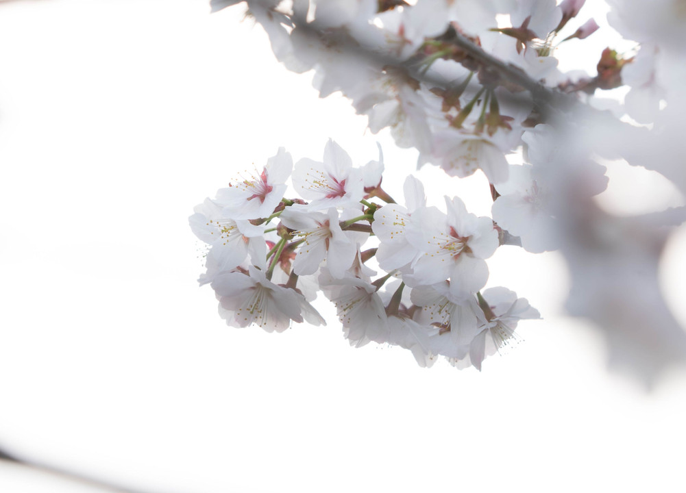 千島桜