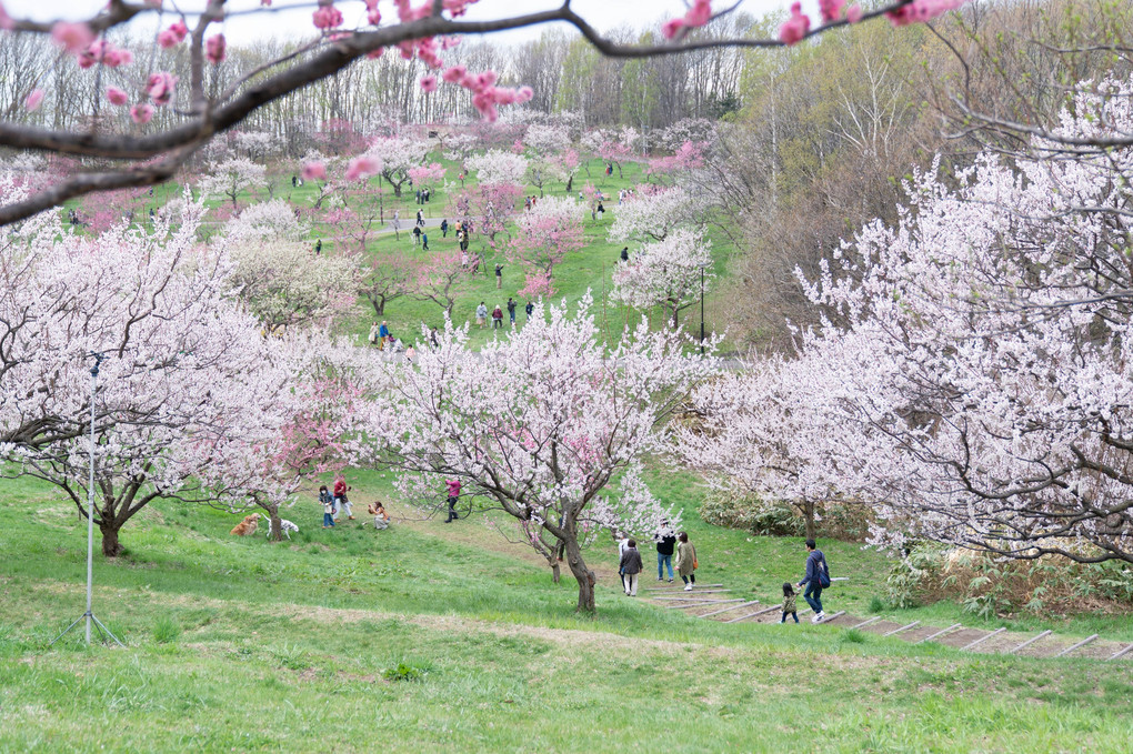 平岡公園満開の梅