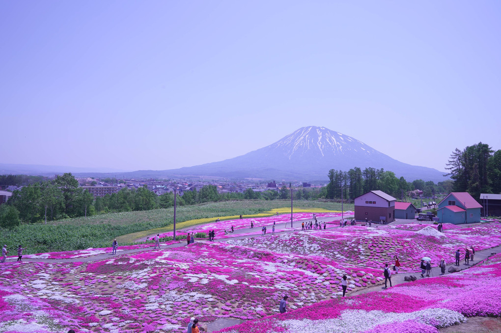 札幌から一時間程の芝桜