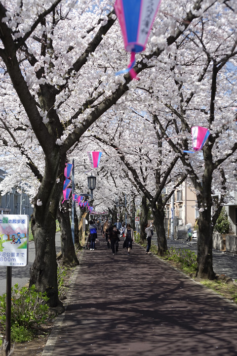 花と緑の散歩道2015（武蔵浦和）