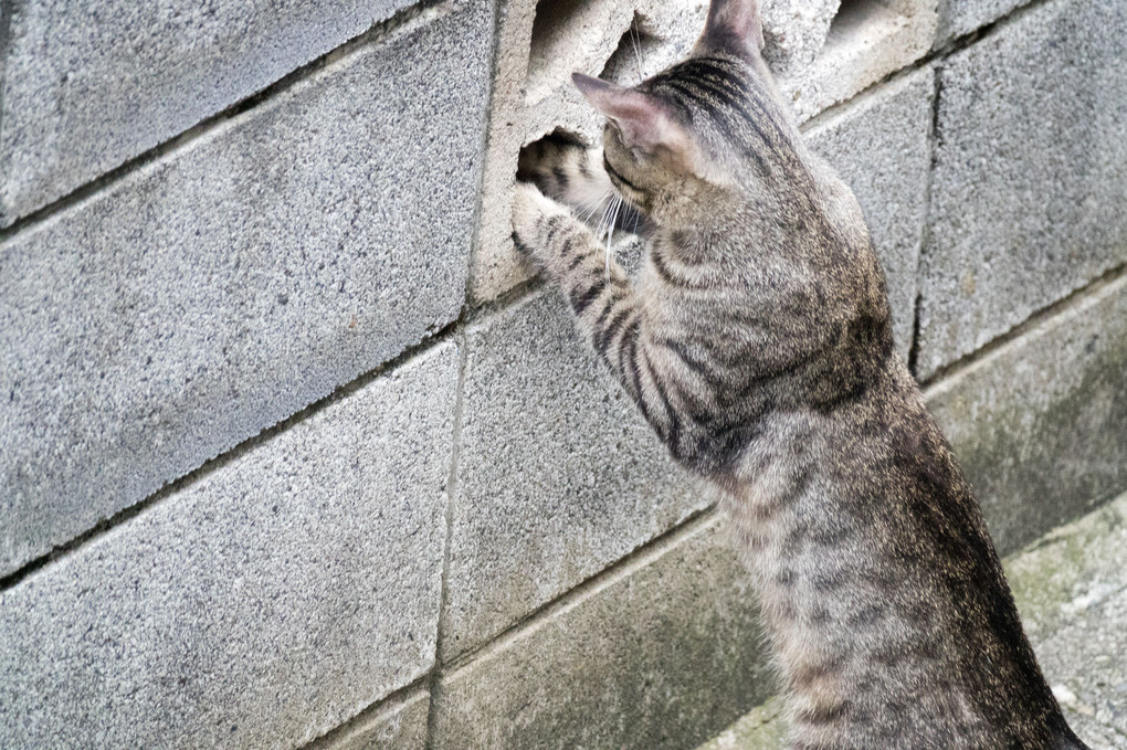 手探りにゃん。。。