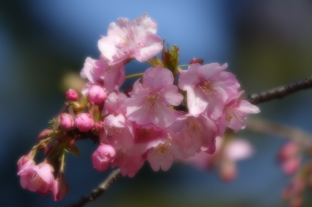 河津桜。。。
