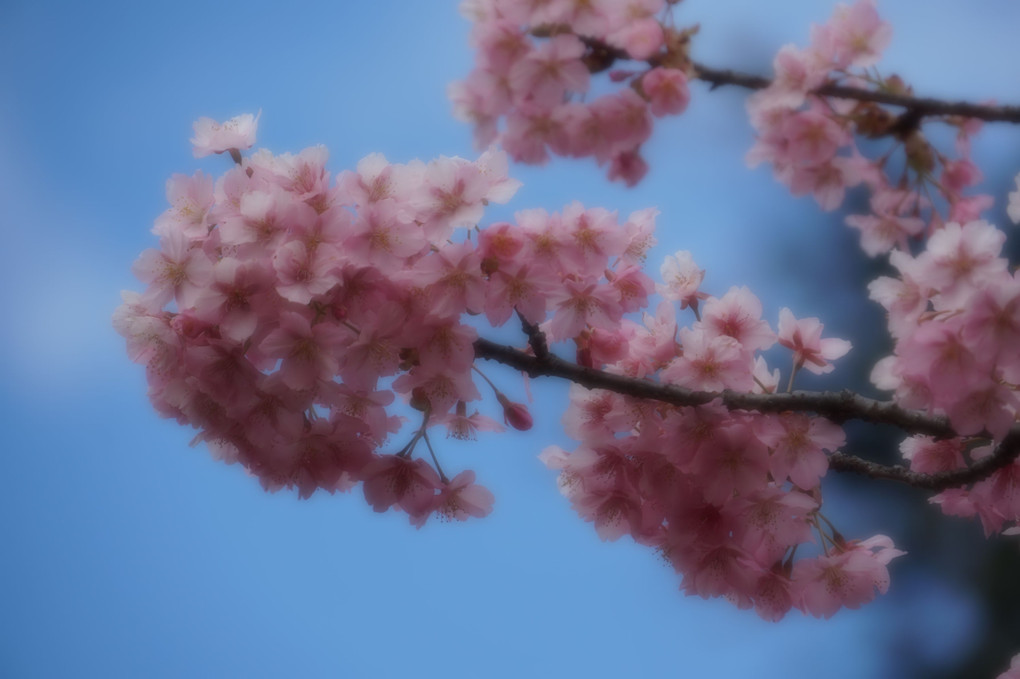 河津桜。。。