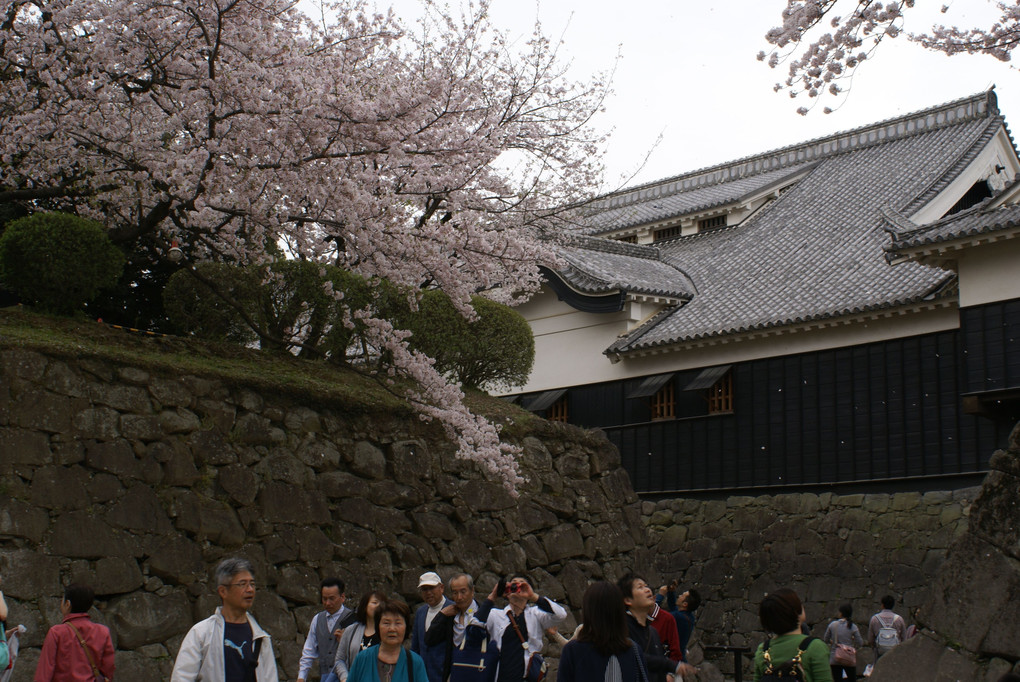 2016 Spring in Kumamoto castle