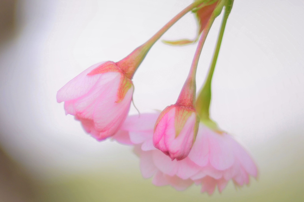 八重桜