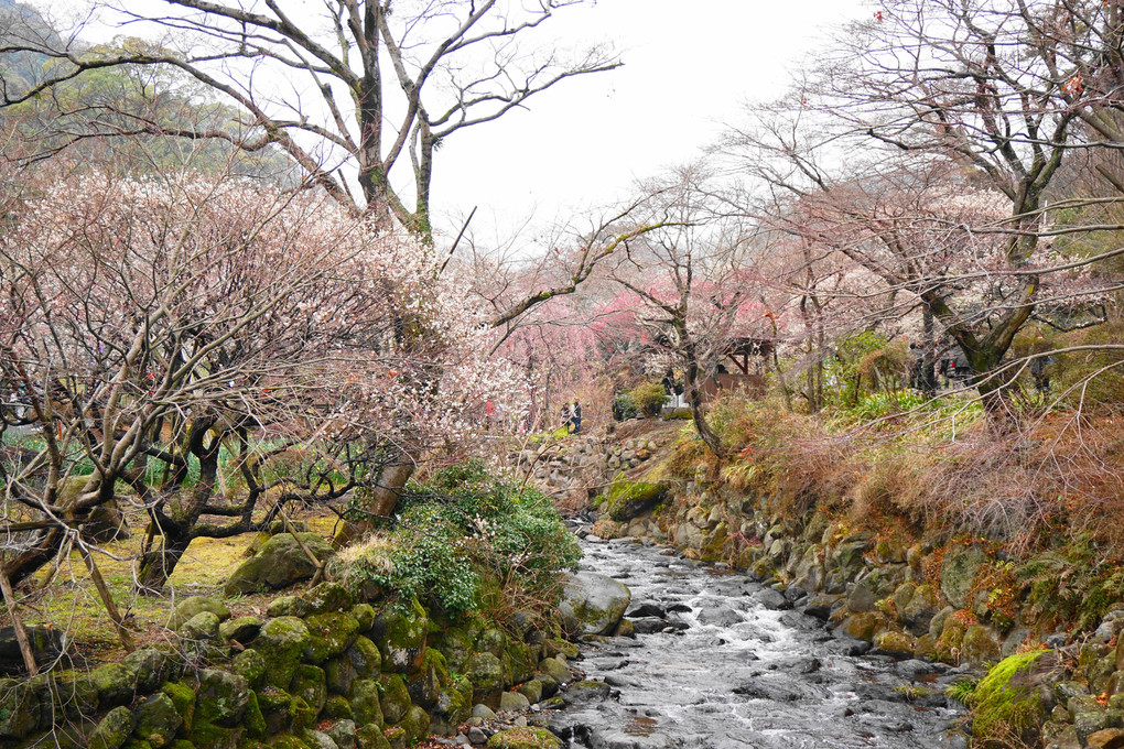 春の予感。。。そんな気分。