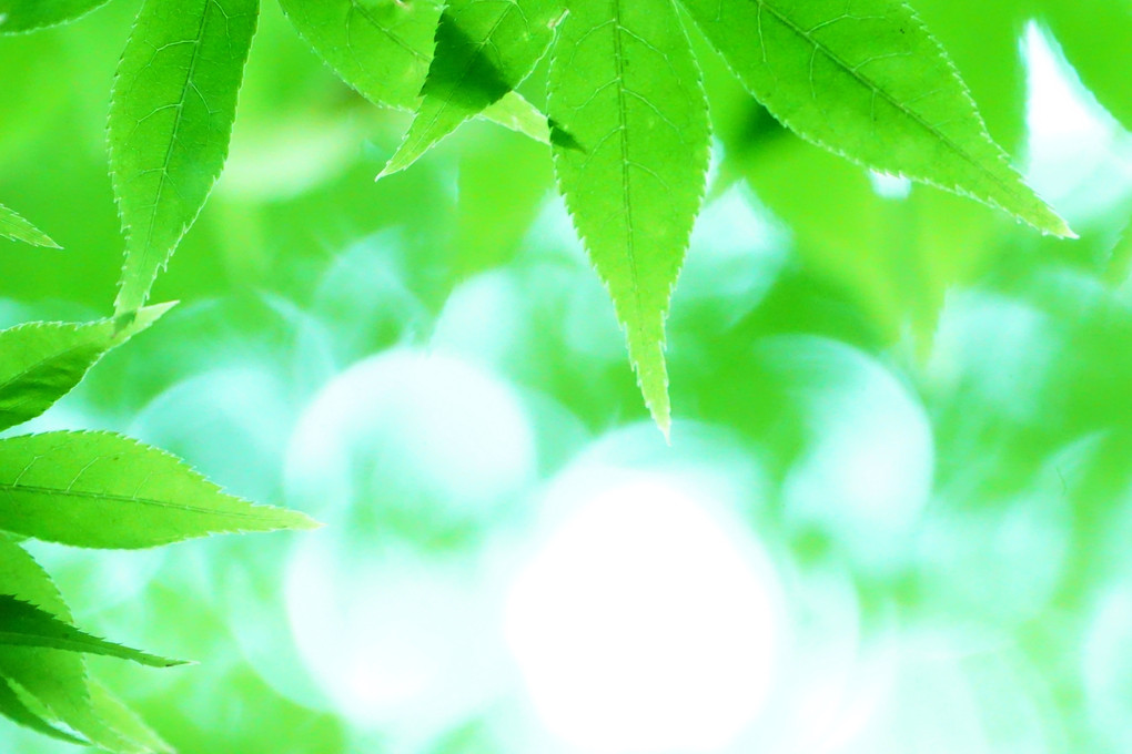 講師と行く～新緑撮影体験会@新宿、公園編～ 「青もみじ」