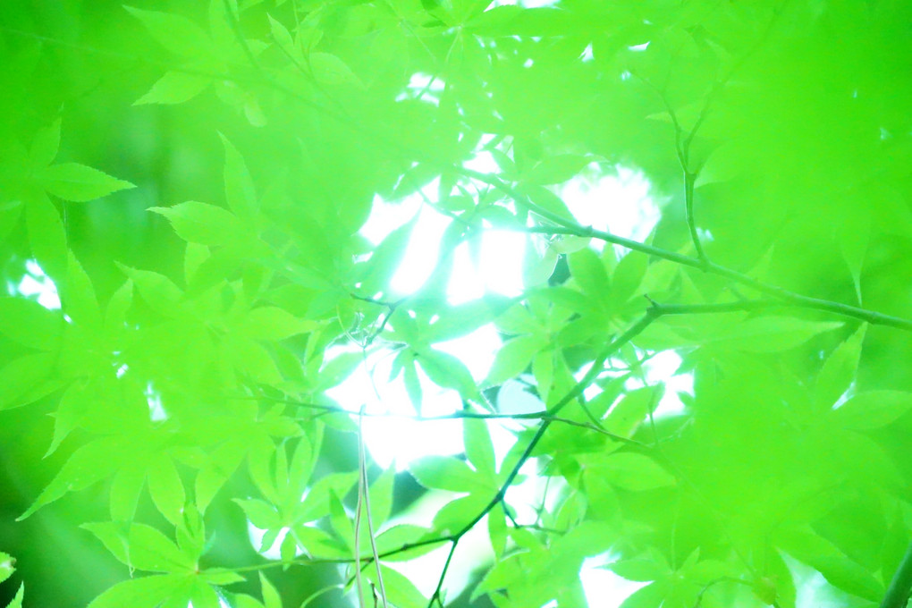 講師と行く～新緑撮影体験会@新宿、公園編～ 「青もみじ」