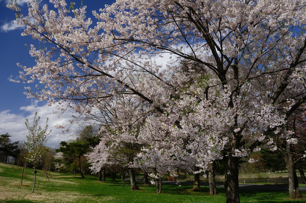 霞桜