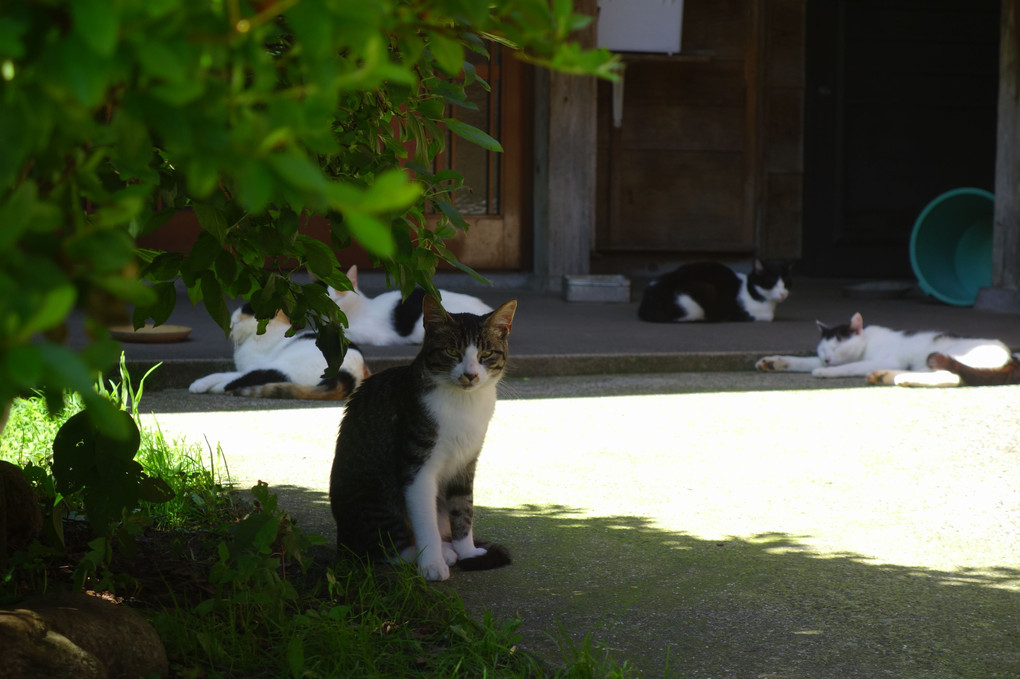 牧場のニャン