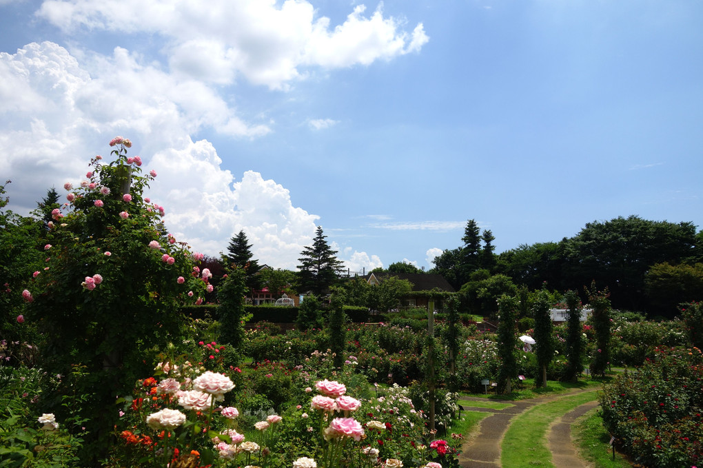 Summer Roses