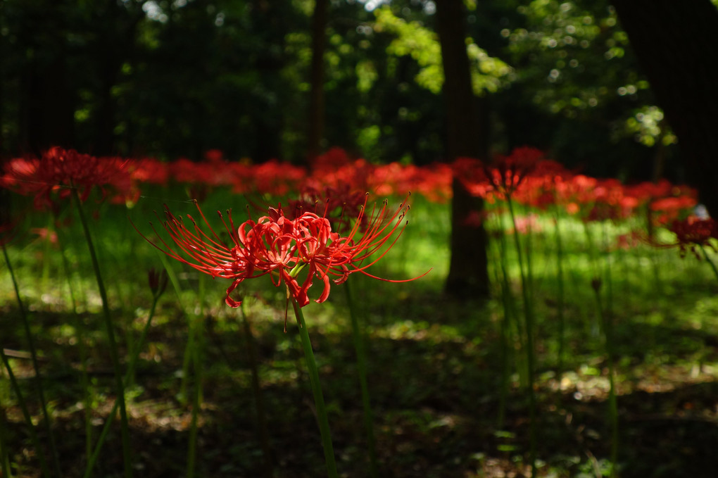 天上の花