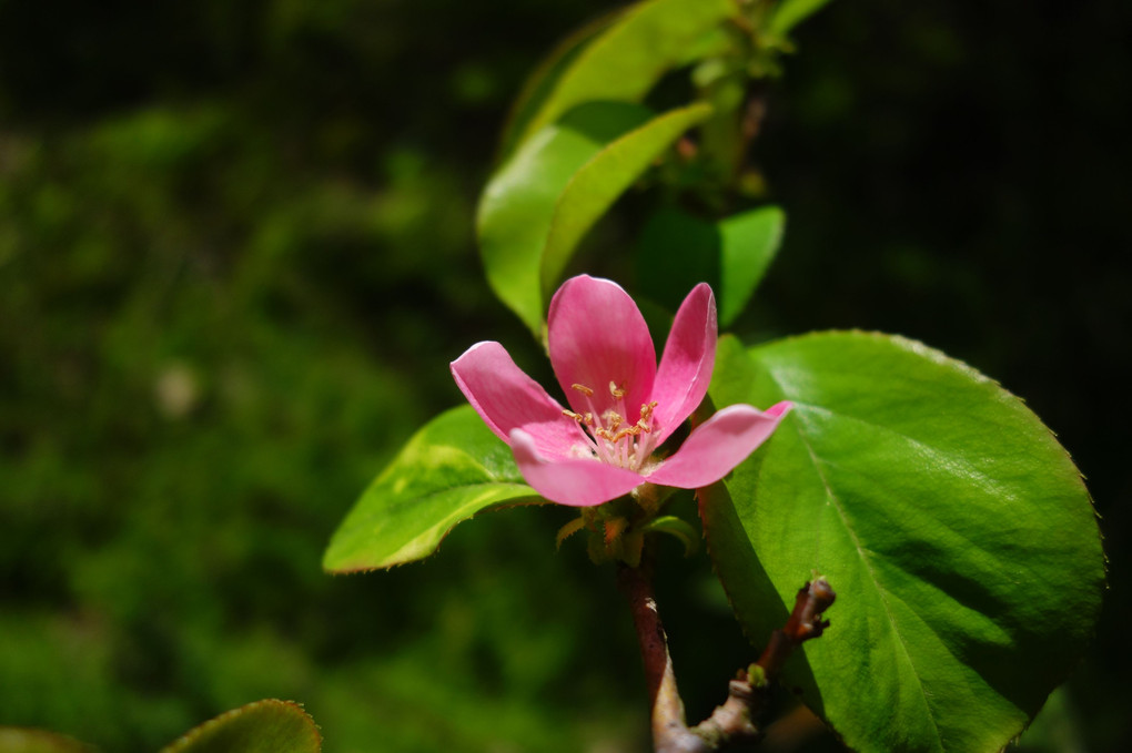 花梨