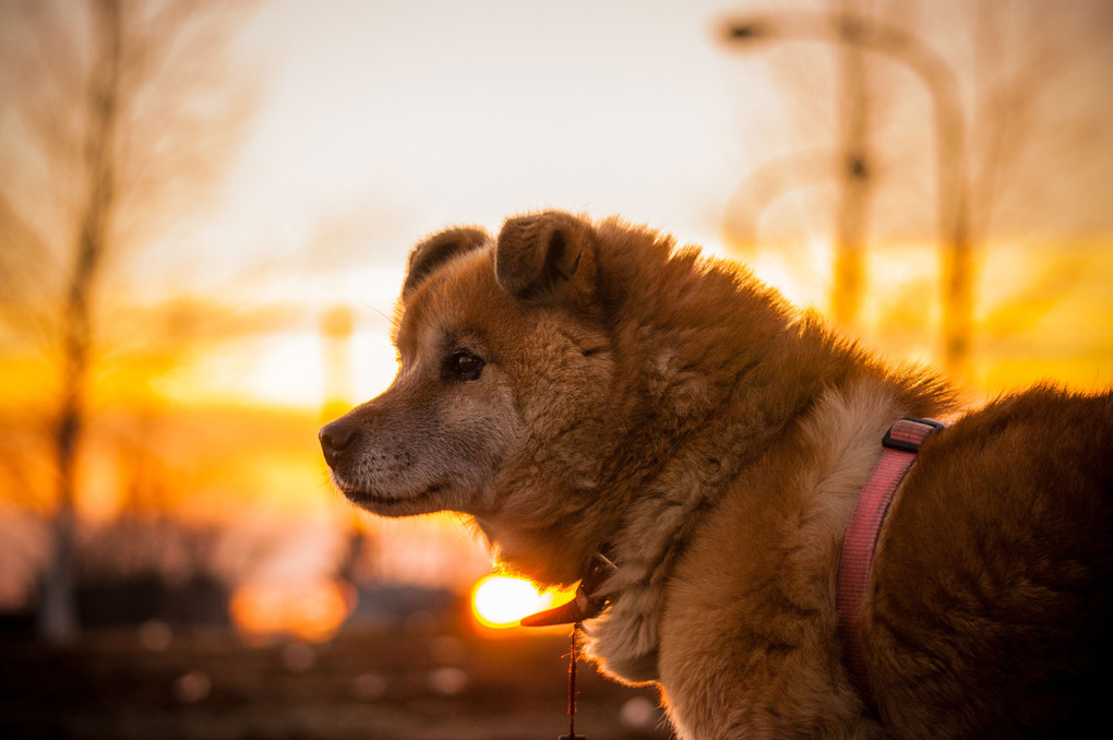 亡き愛犬へ