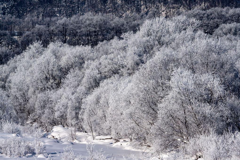 空知川の雪景色